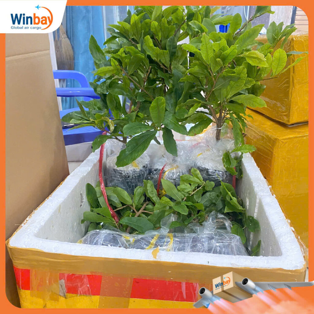 Gửi hàng đi Ấn Độ (India) tại Cần Thơ - Winbay Express